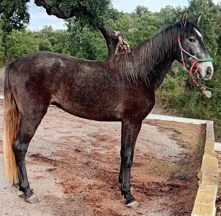 Poldro puro sangue lusitano