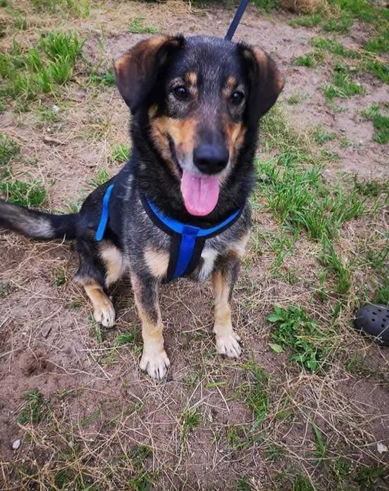 Uroczy Kundelek czeka na Ciebie