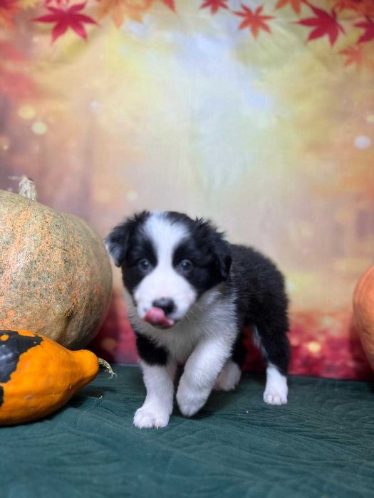 szczeniak pies Border Collie ZKwP (FCI) czarno-biały