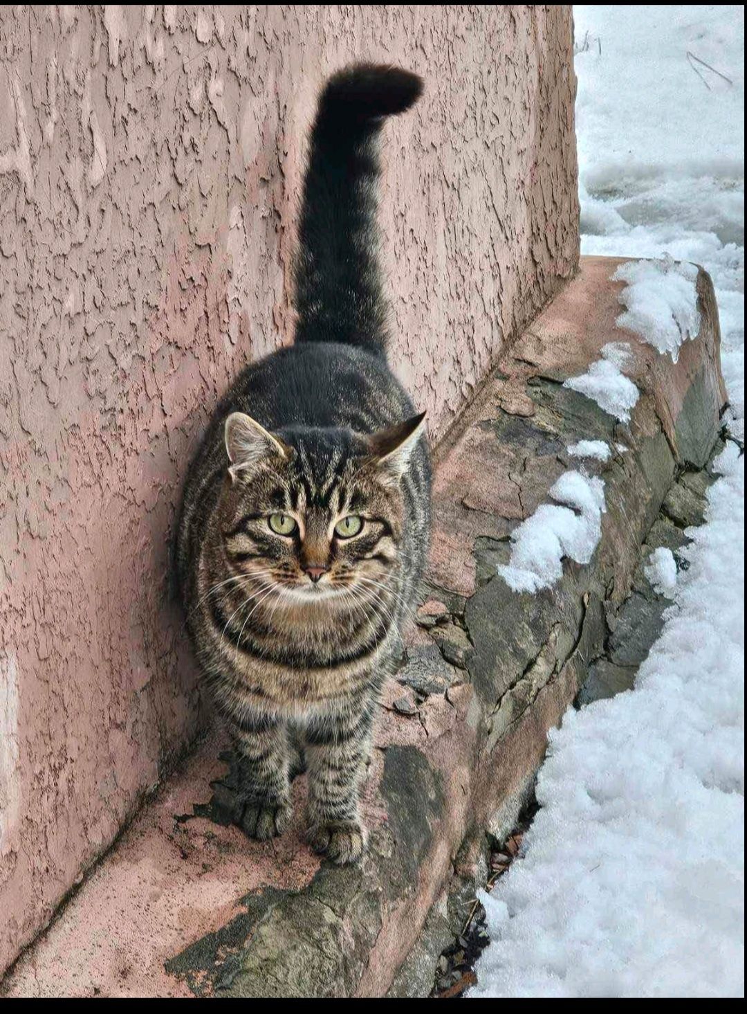 Молоденькі котики хлопчики шукають дім.
