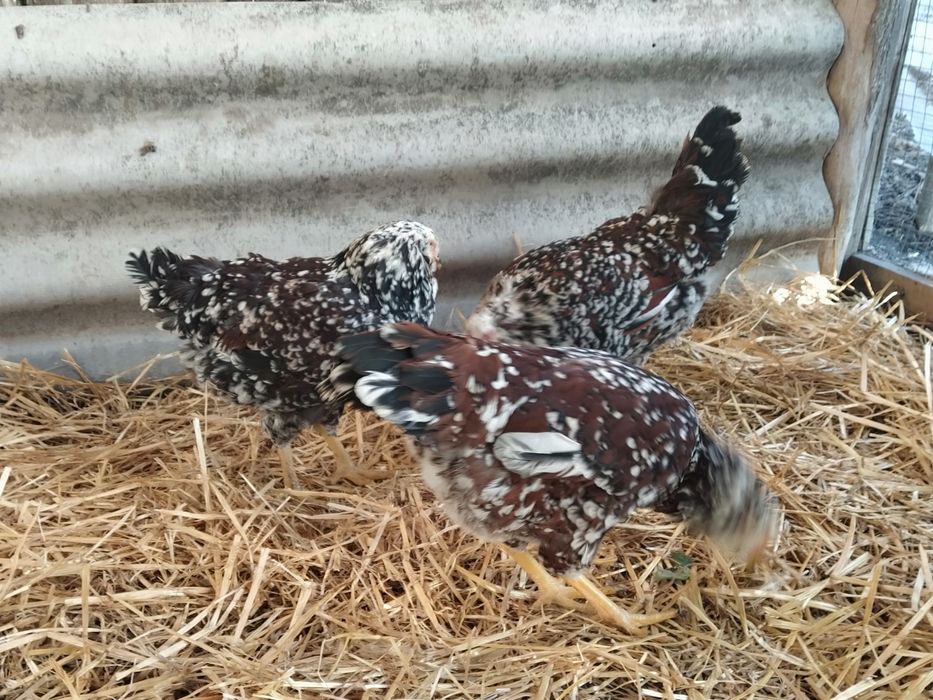 Орловські ситцеві, півники і курочки 2024 року