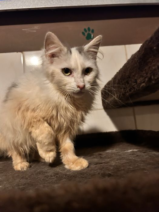 Księżna szuka domu