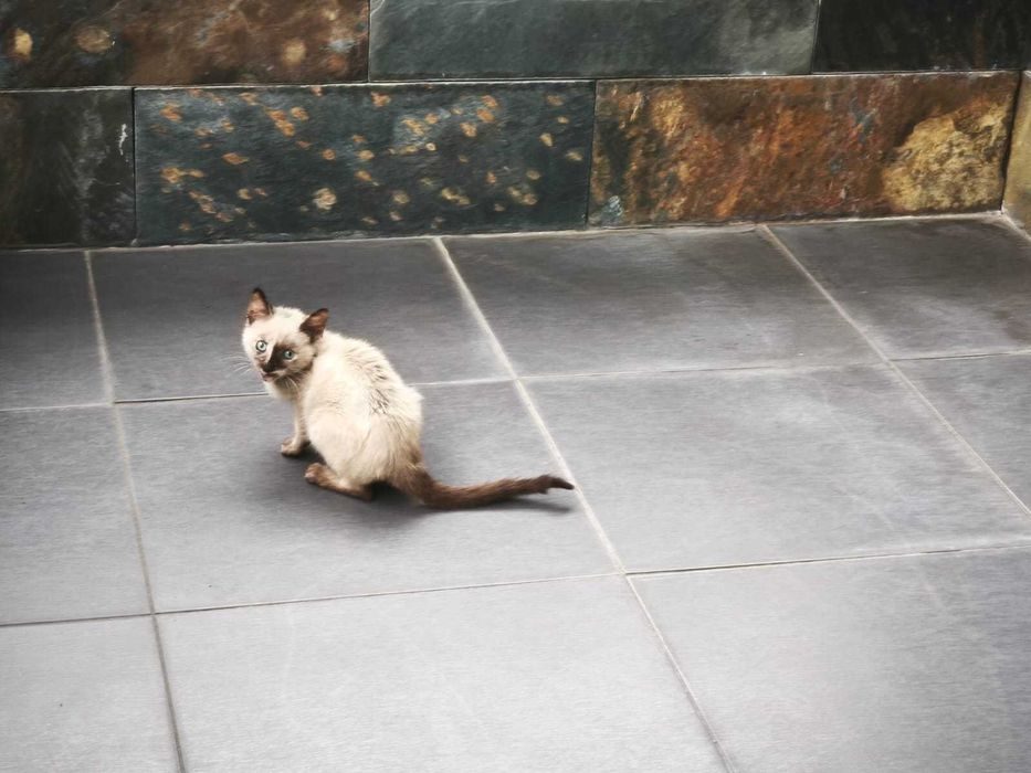 ALERTA: Mini Diva Felina à procura de staff humano!