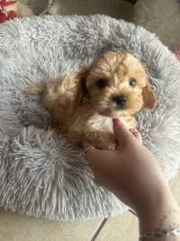 Cavapoo piesek tata pudel toy red brown mama cavalier ruby