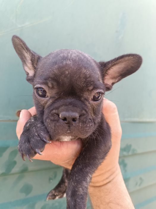 Французький бульдожка хлопці та дівки доставимо