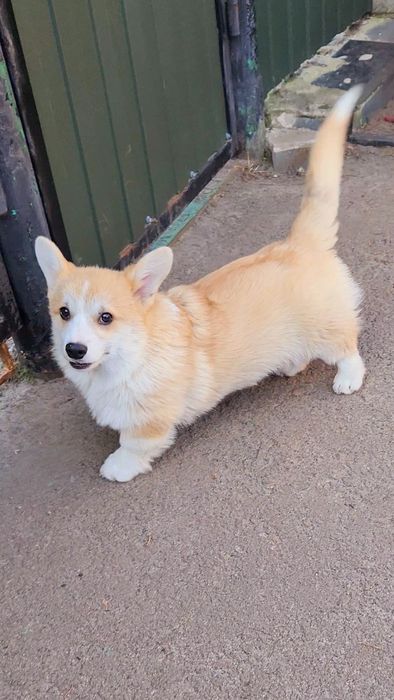Хлопчик Коргі Пемброк