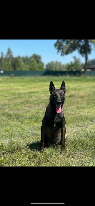 Szczeniaki owczarek belgijski