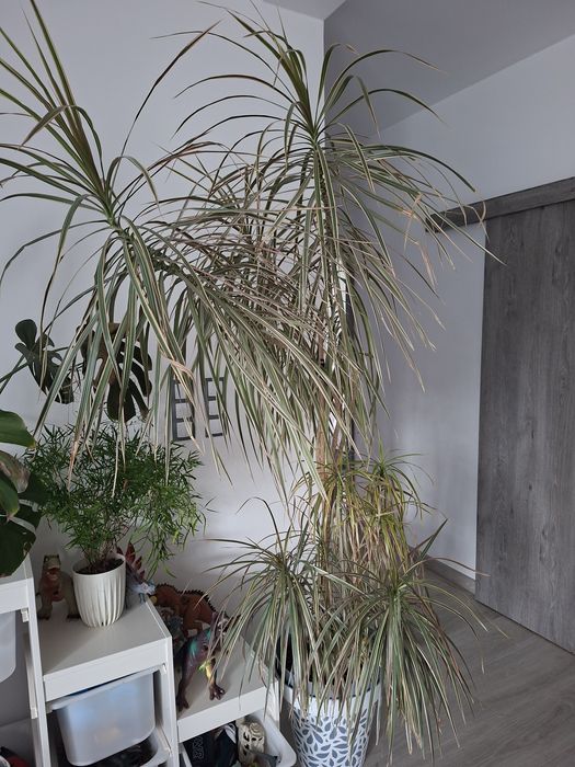 Kwiat Dracena ponad 2m