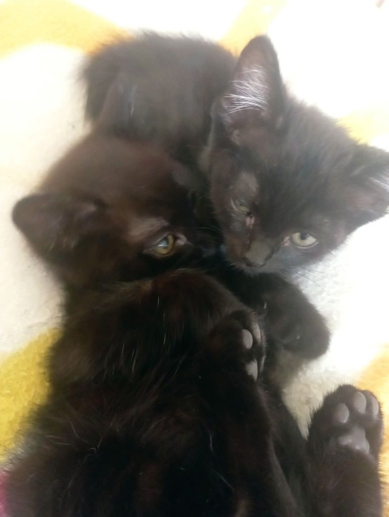 Gatinhos para adoção