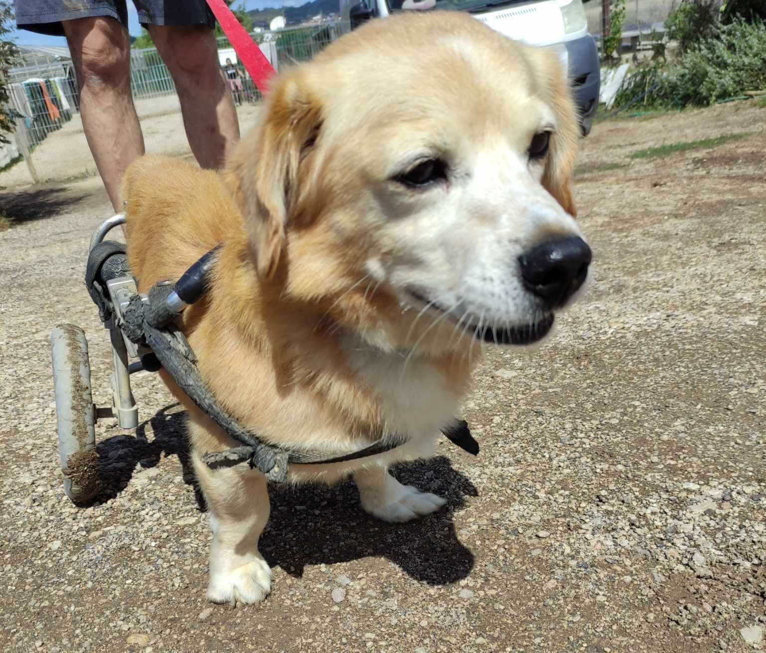 Chris - cão pequeno para adoção