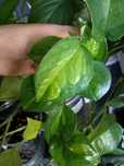 Epipremnum global green ciety 2liscie