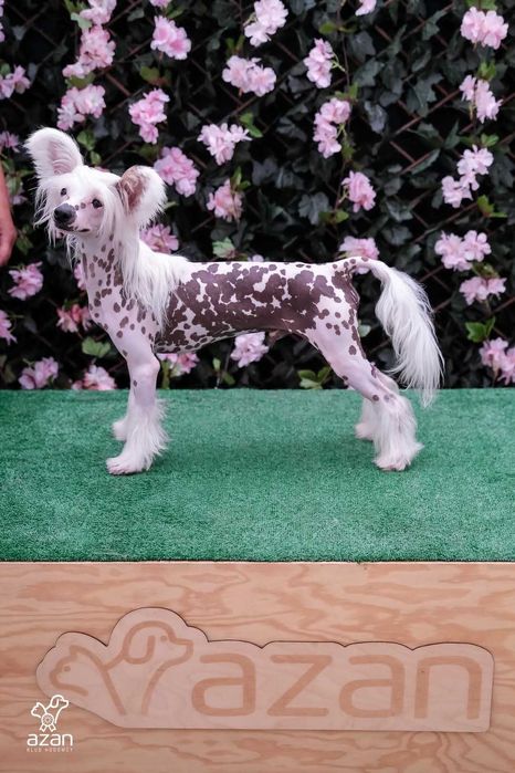 Chiński grzywacz Sasima FCI