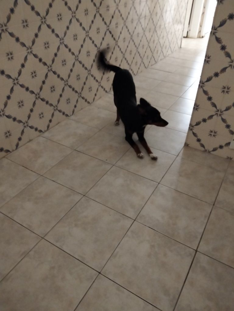 Dou cadela para adoção