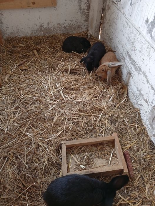 Na sprzedarz króliki