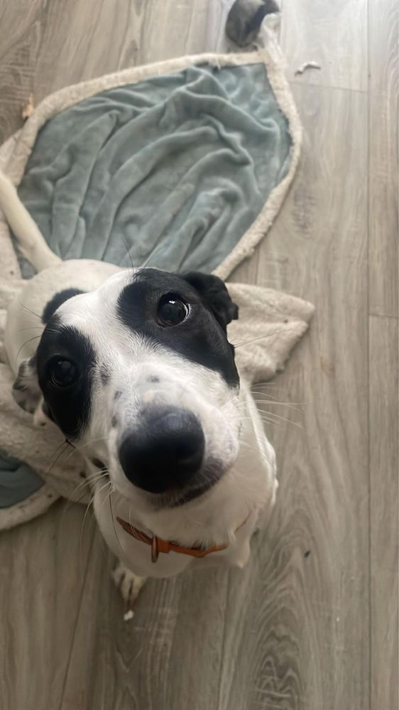 Clarice – 9 meses, cheia de energia (Labrador x Jack Russell)