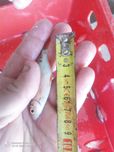 Wzdrega 7 cm 25 groszy płoć lin karaś karp amur