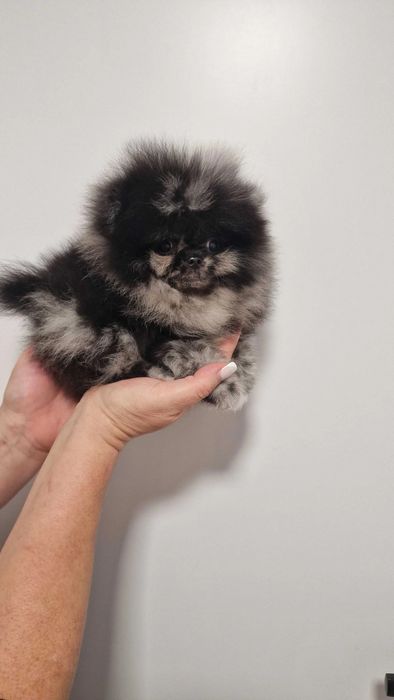 lulu da Pomerania menino