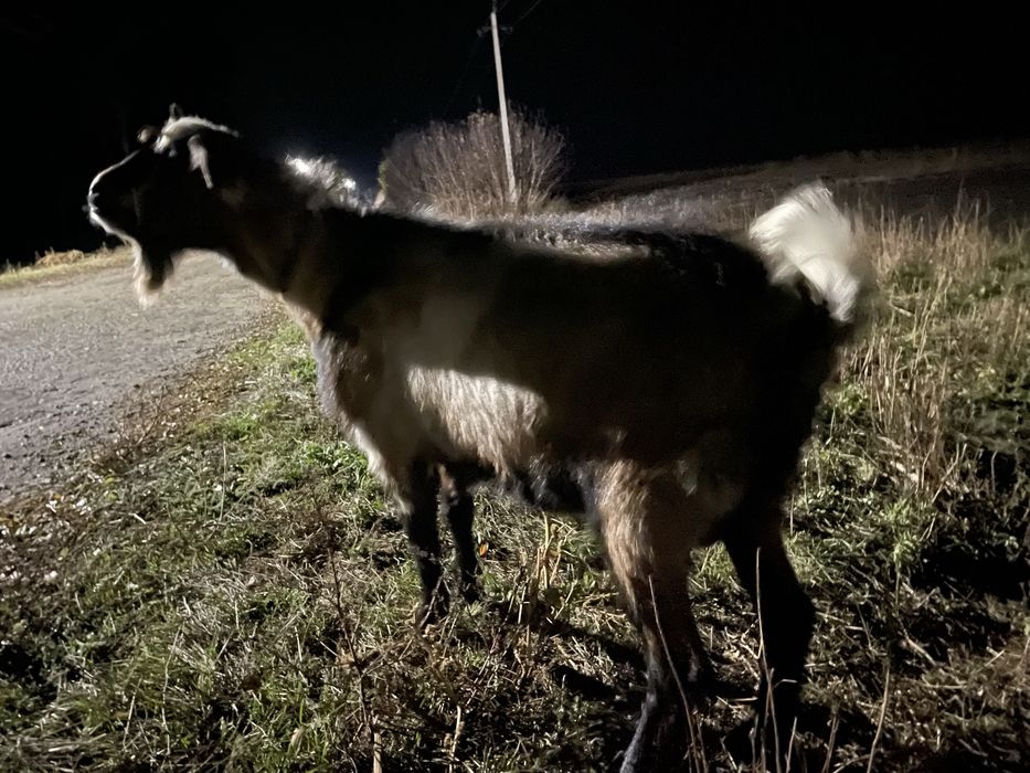 Продам цапа англо-нубієць