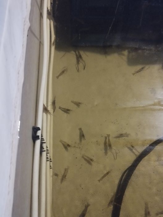 Обладнання для вирощування креветки макробрахіум розенберга