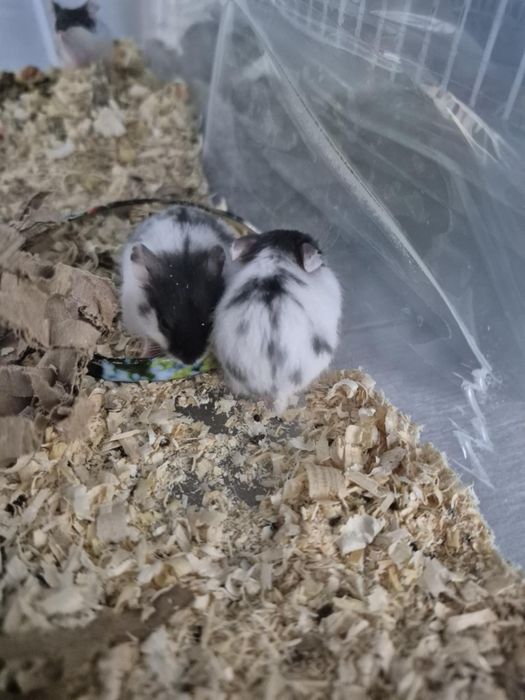 Chomiki 4-ro tygodniowe