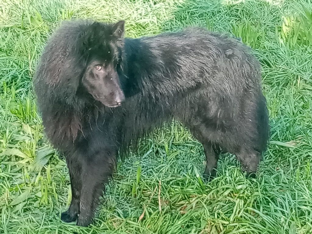Pastor belga  tervueren/Groenendael