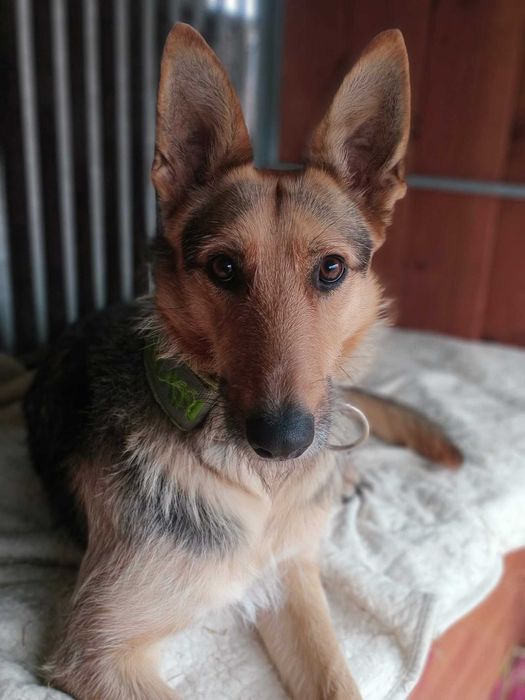 Bercia poleca się do adopcji.