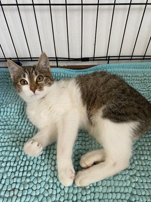 Gucio i Figiel szukaja domku