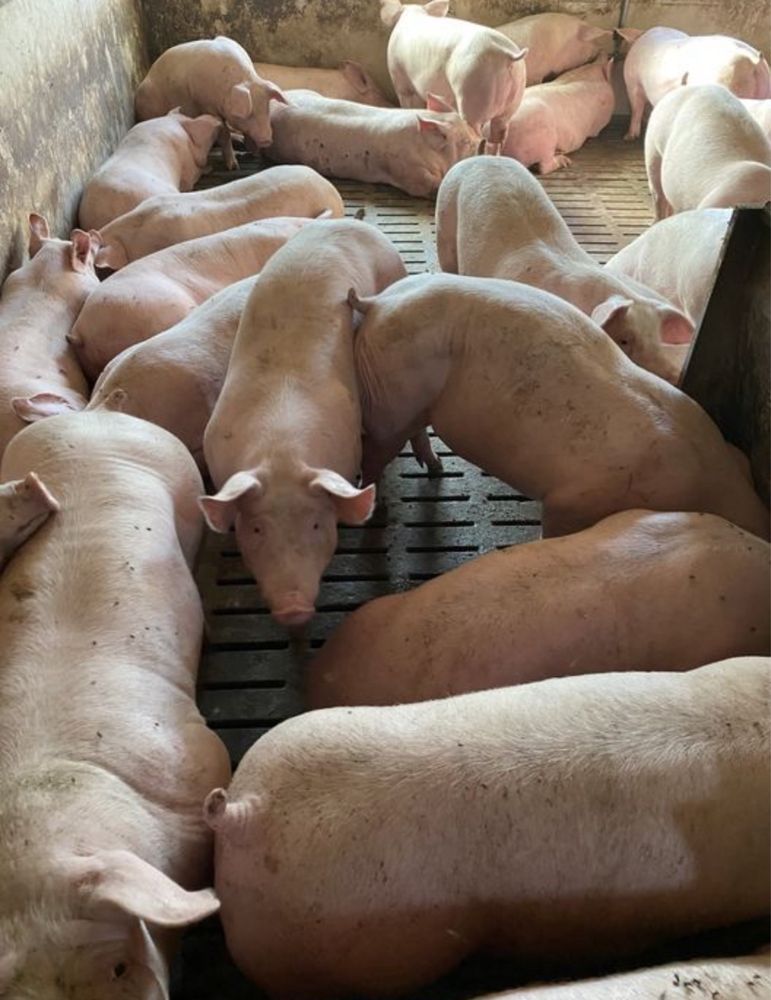 Продам свиней срочно