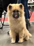 Eurasier planowane pary hodowlane w 2025 r.