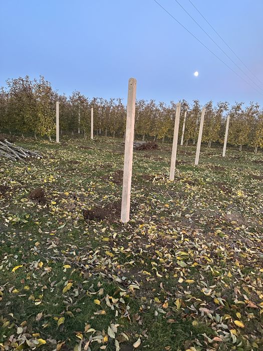 Słupy sadownicze betonowe 3m