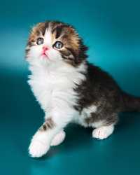 Длиношерстный очаровательный шотландский котенок.
