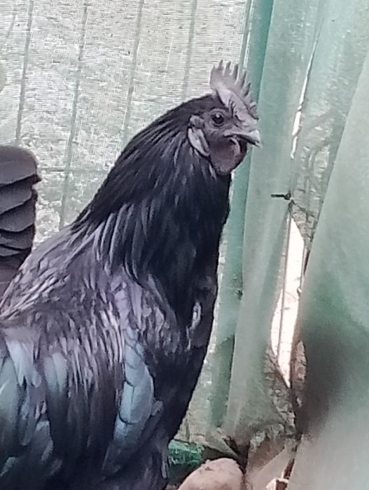 Witam mam do sprzedania koguty rasy ayam cemani