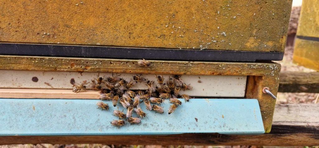 Rodziny pszczele na ramce warszawskiej zwykłej i wielkopolskiej