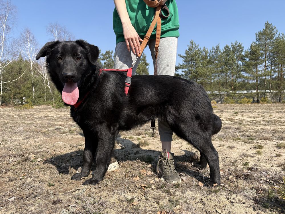 Loca w typie labradora szuka domu!