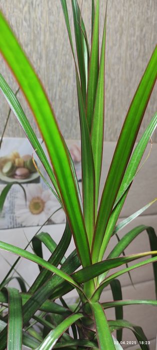 Драцена  в горшику