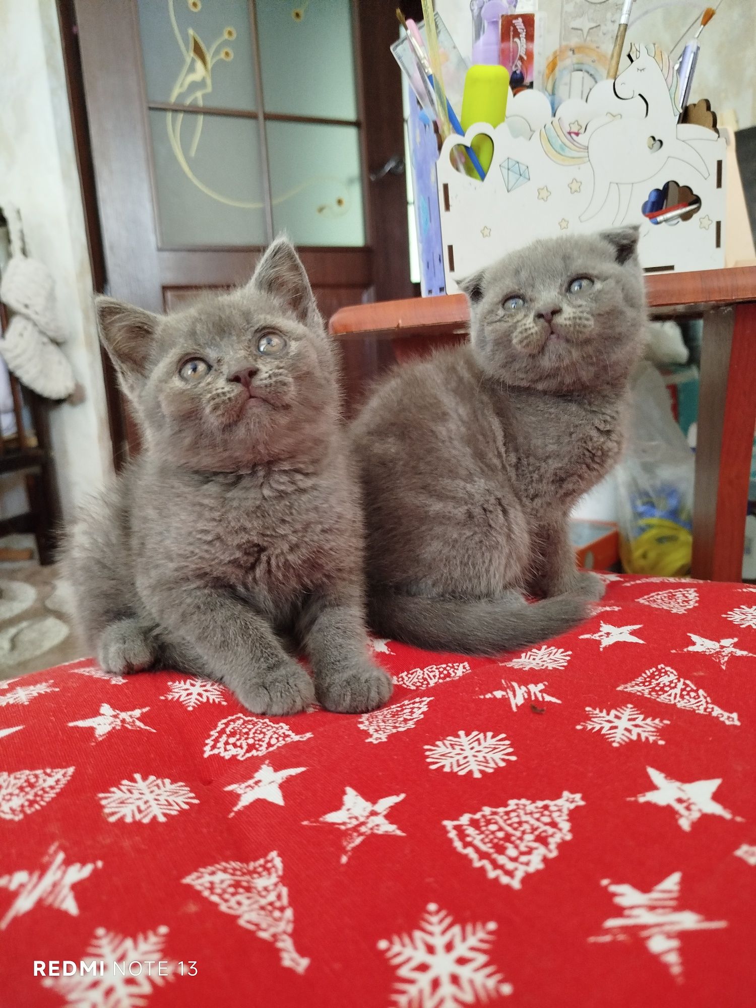 Шотландські кошенята