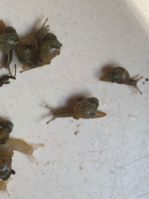 Равлики Ахатини Фуліка стандарт