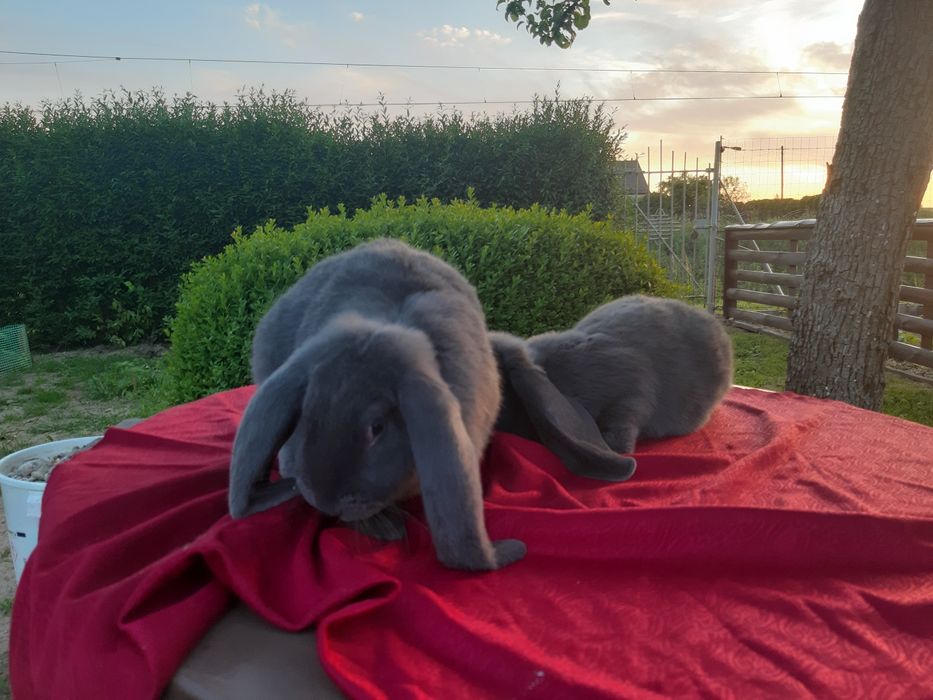 Francuski baran niebieski