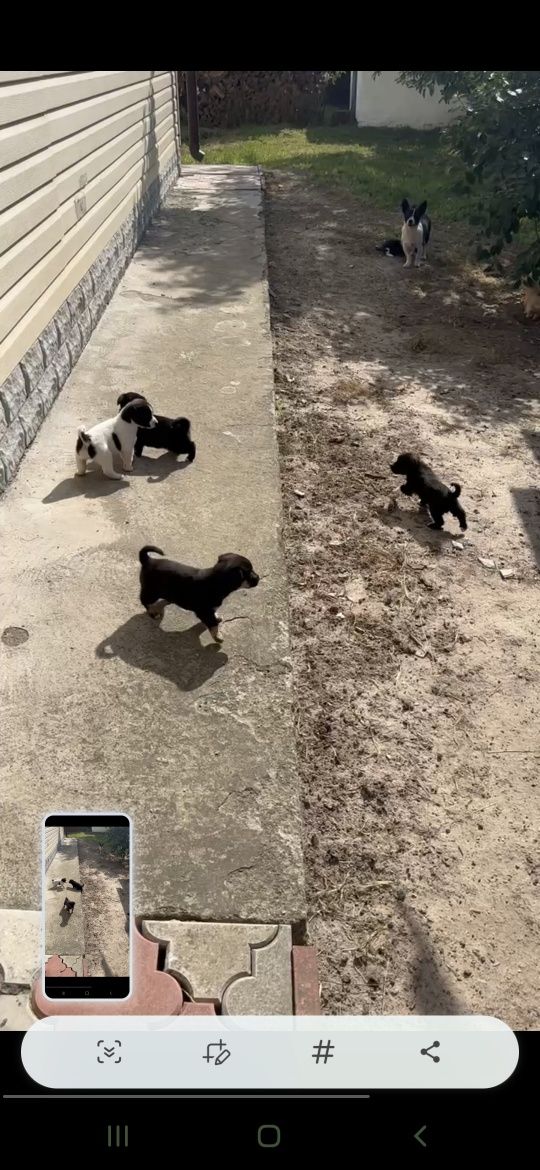 Цуценята в добрі руки