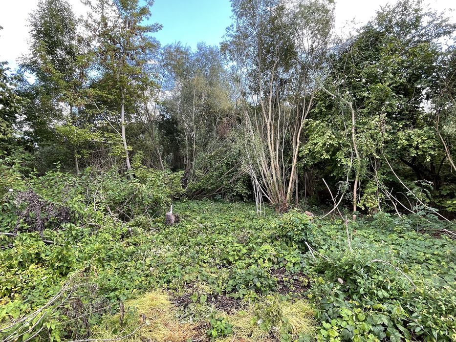 Oddam drewno za darmo