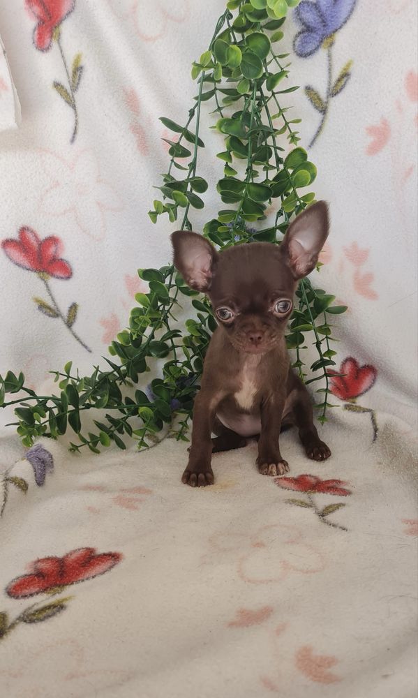 Lindíssima mini mini Chihuahua/Chiuaua LinhagemRussa.