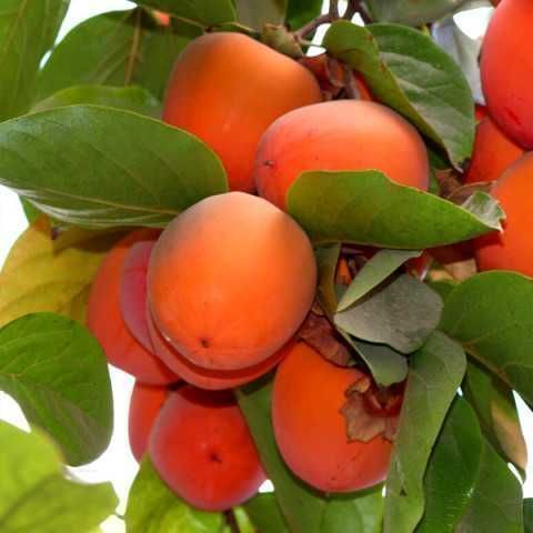 Привита хурма / Саженцы привитой хурмы. (Высота 150-200 см)