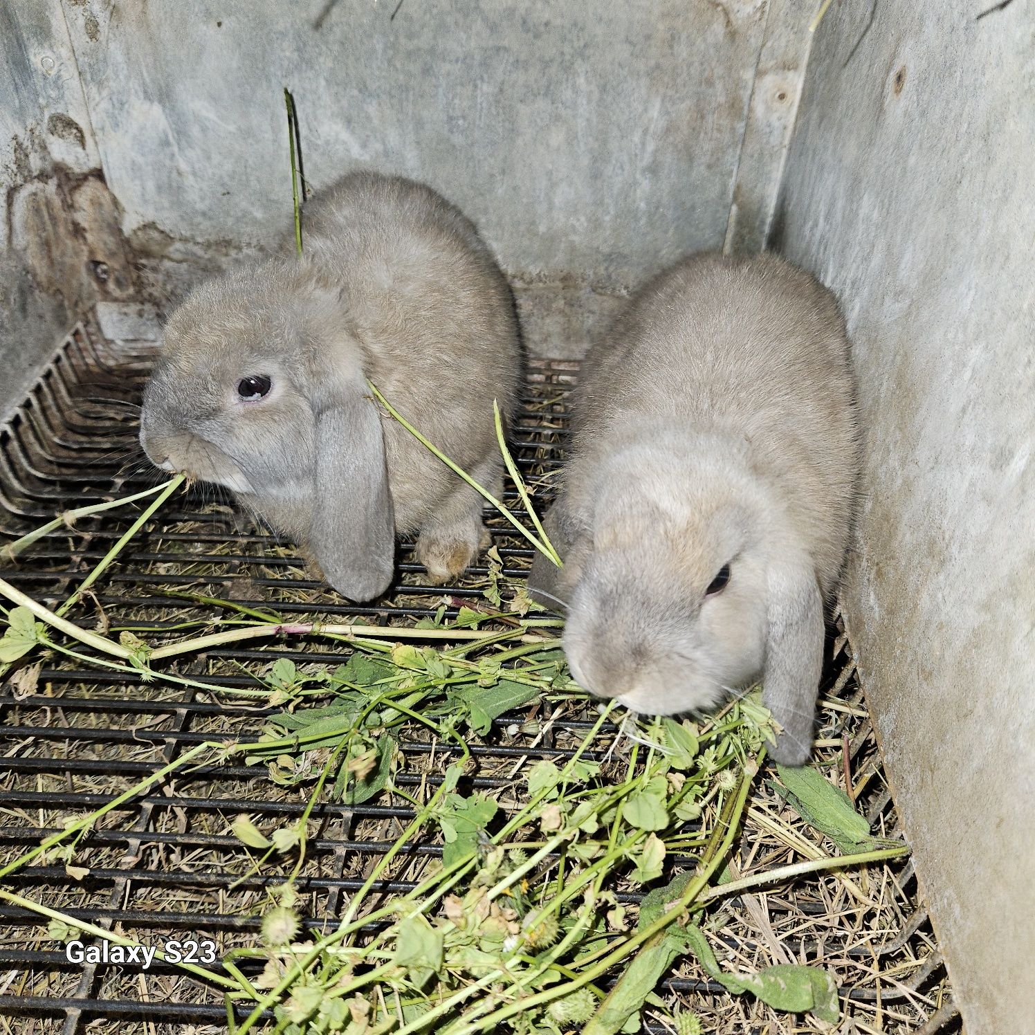 Coelhos anão Belier mini lop)