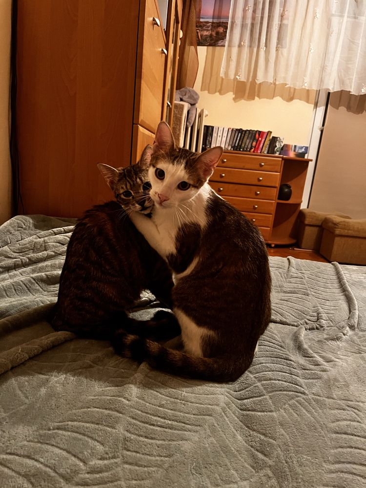 Koty (kocur i kotka z jednego miotu)