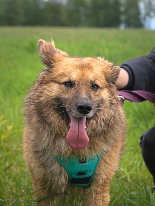 Puchaty beżowy pies w typie samoyeda i eurasiera szuka domku