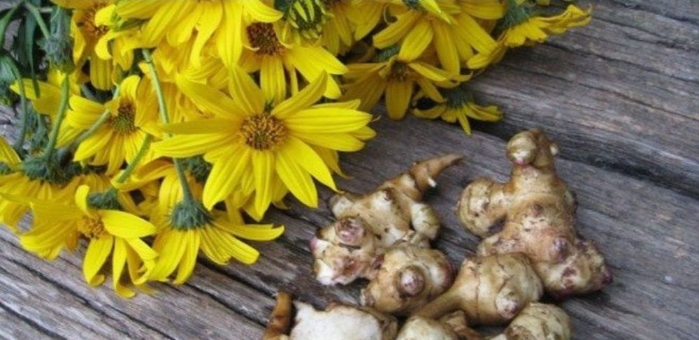 10 kg. Słonecznik bulwiasty topinambur