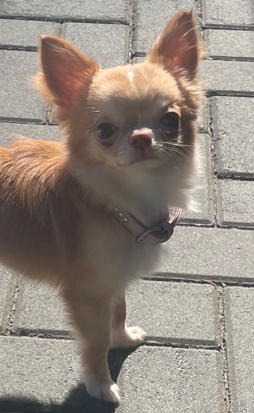 Chihuahua długowłosy - MINI PIESEK