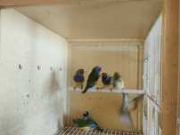 Ultimos machos diamantes gould