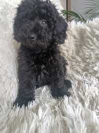 Psy rasowe maltipoo