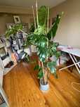 Duża monstera w doniczce